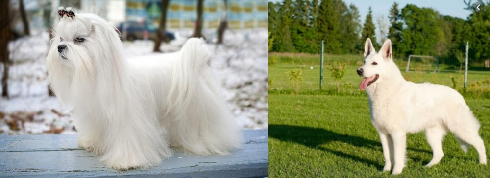 White Shepherd vs Maltese - Breed Comparison