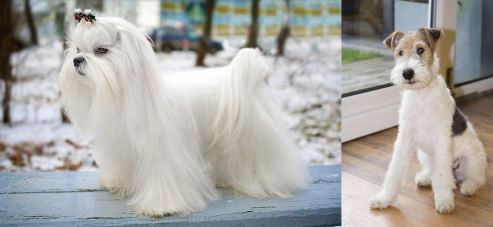 Wire Fox Terrier vs Maltese - Breed Comparison