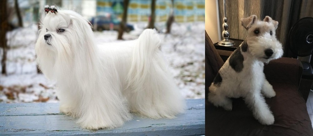 Wire Haired Fox Terrier vs Maltese - Breed Comparison