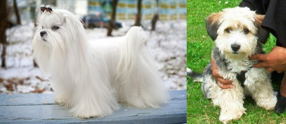 Yo-Chon vs Maltese - Breed Comparison