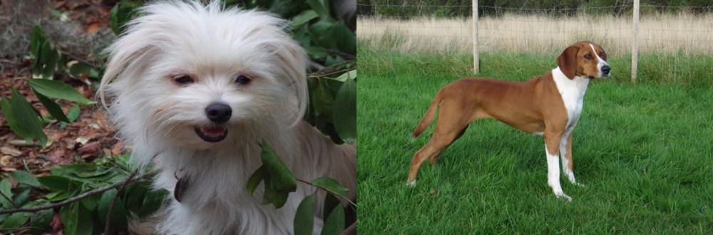 Hygenhund vs Malti-Pom - Breed Comparison