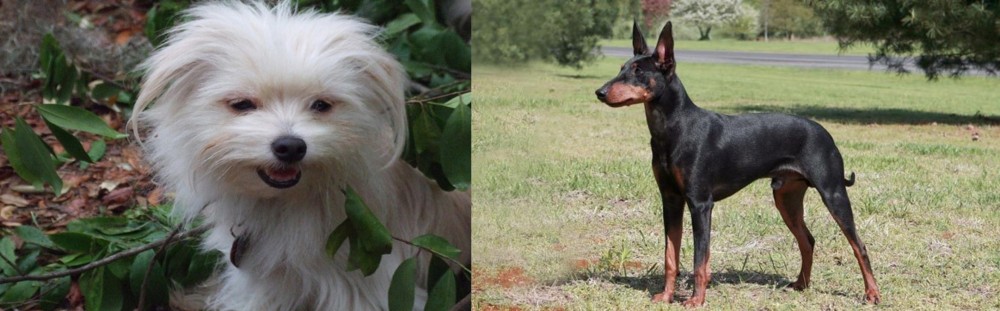 Manchester Terrier vs Malti-Pom - Breed Comparison