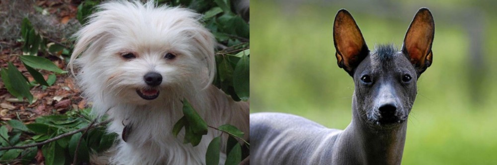 Mexican Hairless vs Malti-Pom - Breed Comparison