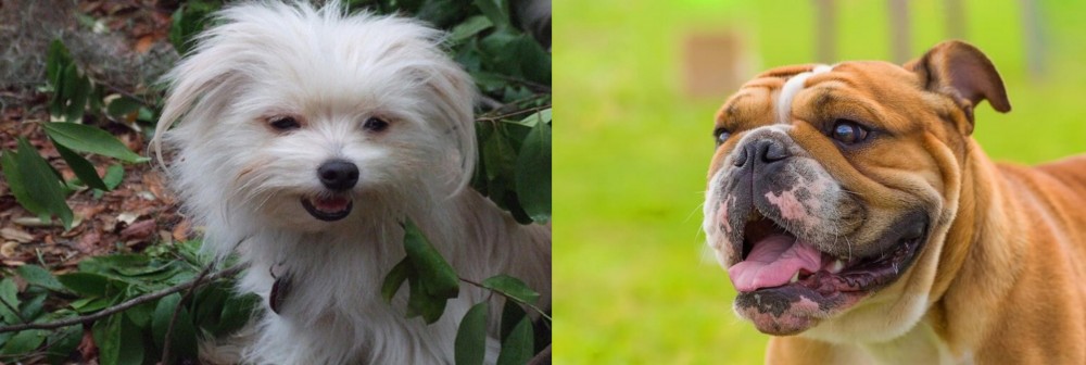 Miniature English Bulldog vs Malti-Pom - Breed Comparison