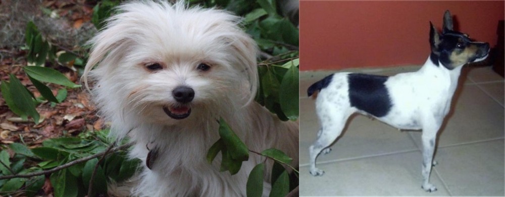 Miniature Fox Terrier vs Malti-Pom - Breed Comparison