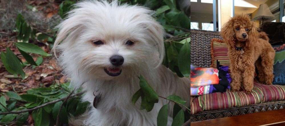 Miniature Poodle vs Malti-Pom - Breed Comparison