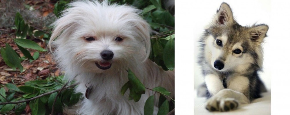 Miniature Siberian Husky vs Malti-Pom - Breed Comparison