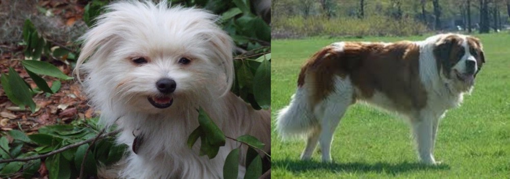 Moscow Watchdog vs Malti-Pom - Breed Comparison