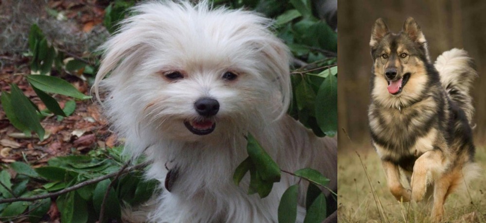 Native American Indian Dog vs Malti-Pom - Breed Comparison