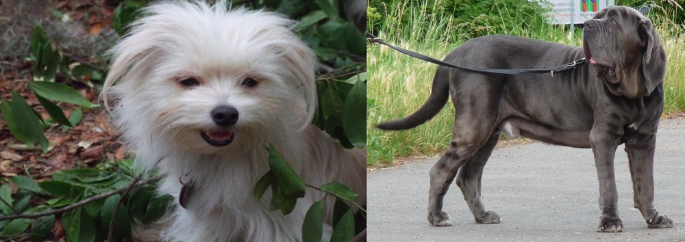 Neapolitan Mastiff vs Malti-Pom - Breed Comparison