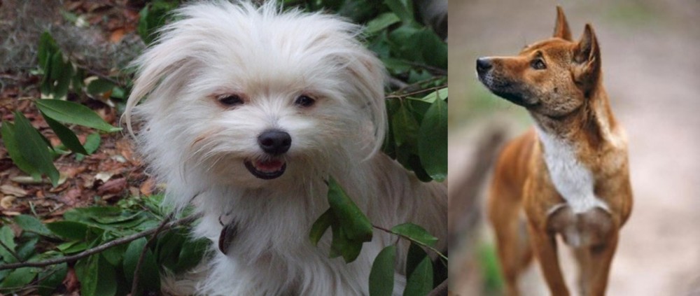 New Guinea Singing Dog vs Malti-Pom - Breed Comparison