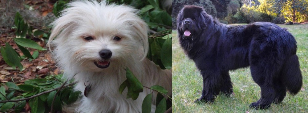 Newfoundland Dog vs Malti-Pom - Breed Comparison