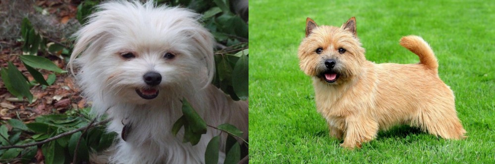Norwich Terrier vs Malti-Pom - Breed Comparison