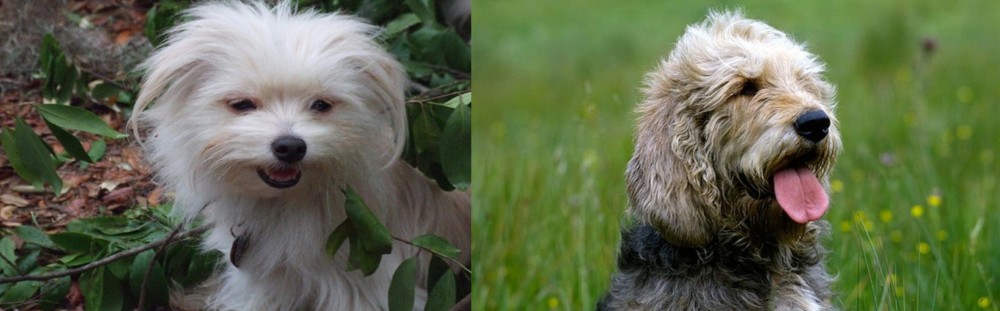 Otterhound vs Malti-Pom - Breed Comparison