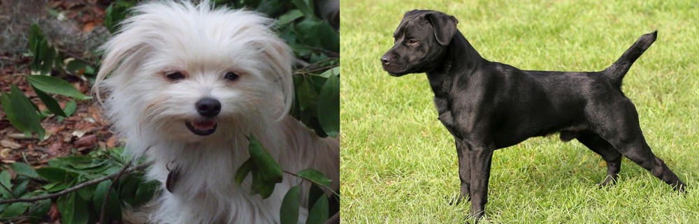 Patterdale Terrier vs Malti-Pom - Breed Comparison