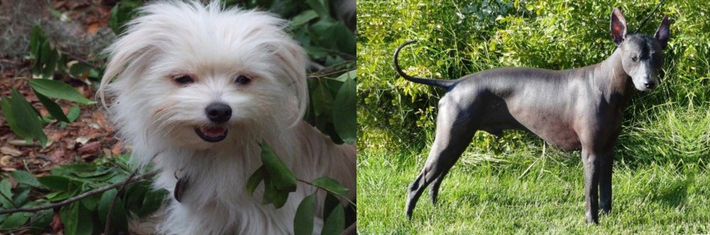 Peruvian Hairless vs Malti-Pom - Breed Comparison