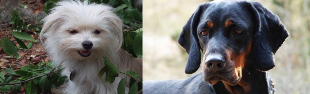 Polish Hunting Dog vs Malti-Pom - Breed Comparison