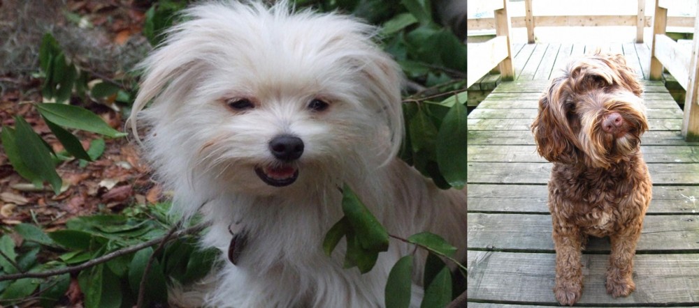 Portuguese Water Dog vs Malti-Pom - Breed Comparison
