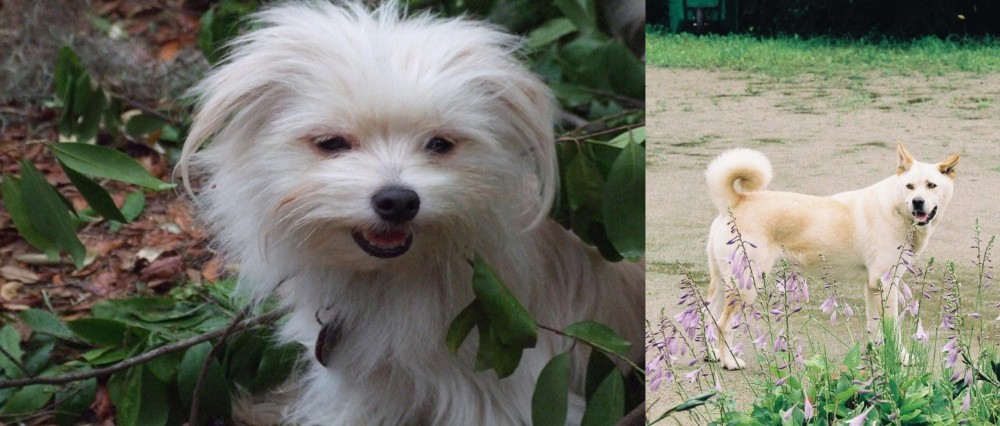 Pungsan Dog vs Malti-Pom - Breed Comparison