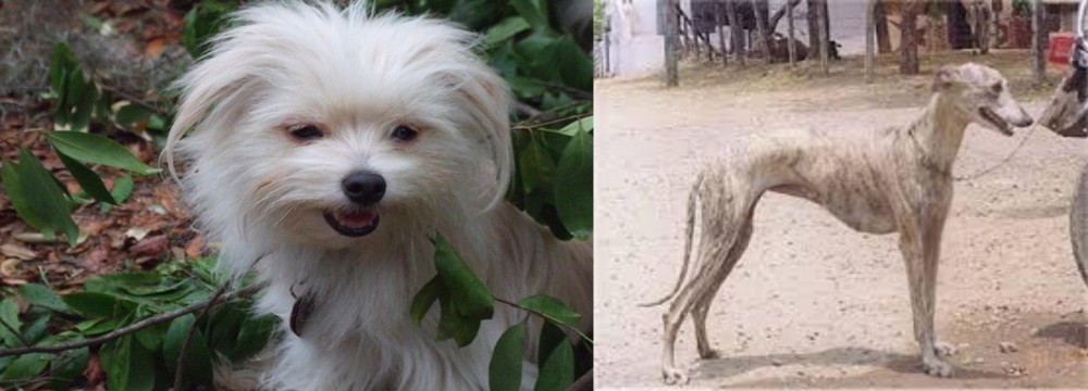 Rampur Greyhound vs Malti-Pom - Breed Comparison