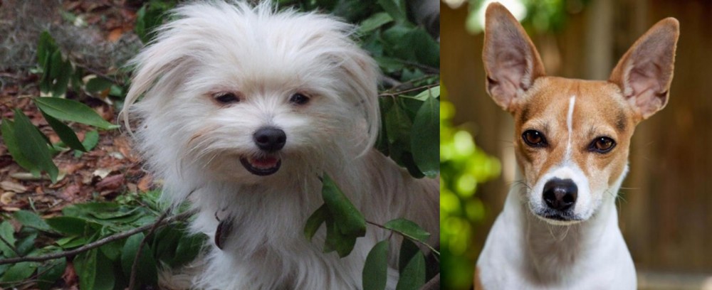 Rat Terrier vs Malti-Pom - Breed Comparison