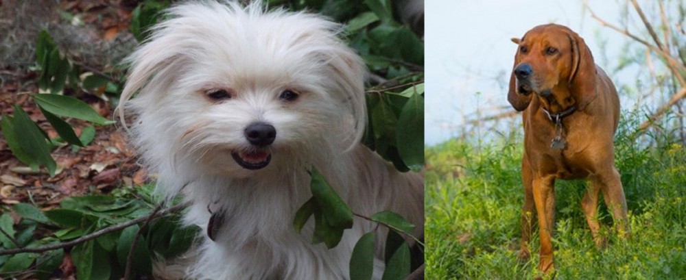 Redbone Coonhound vs Malti-Pom - Breed Comparison