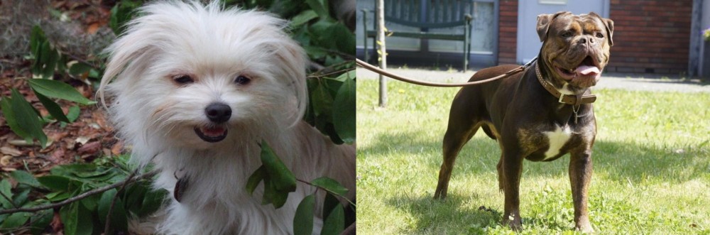 Renascence Bulldogge vs Malti-Pom - Breed Comparison