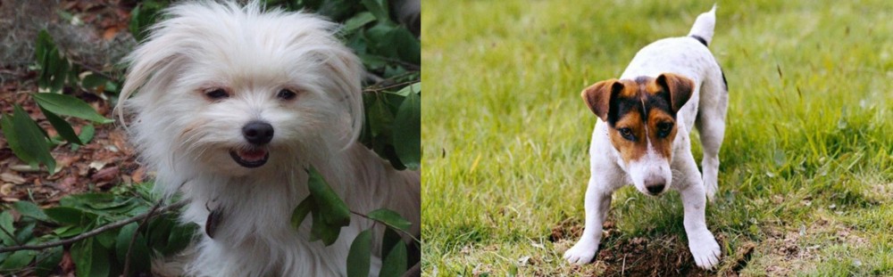 Russell Terrier vs Malti-Pom - Breed Comparison