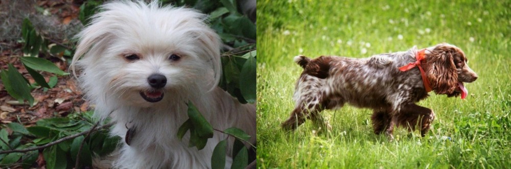 Russian Spaniel vs Malti-Pom - Breed Comparison