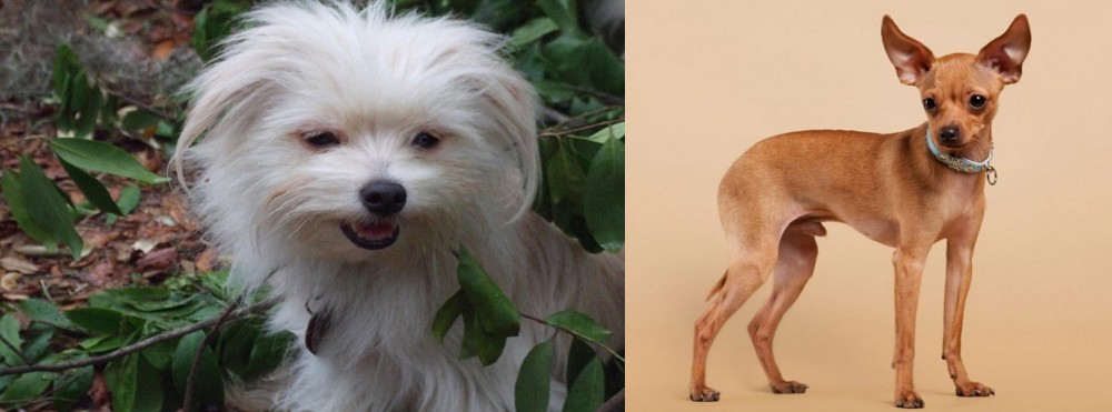 Russian Toy Terrier vs Malti-Pom - Breed Comparison