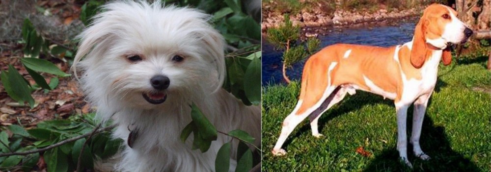 Schweizer Laufhund vs Malti-Pom - Breed Comparison