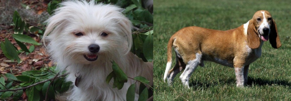 Schweizer Niederlaufhund vs Malti-Pom - Breed Comparison