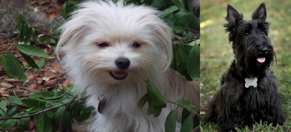 Scoland Terrier vs Malti-Pom - Breed Comparison
