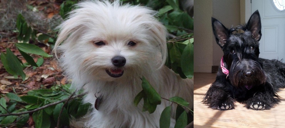 Scottish Terrier vs Malti-Pom - Breed Comparison