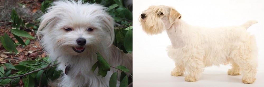 Sealyham Terrier vs Malti-Pom - Breed Comparison