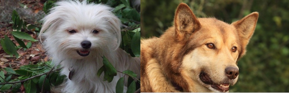 Seppala Siberian Sleddog vs Malti-Pom - Breed Comparison