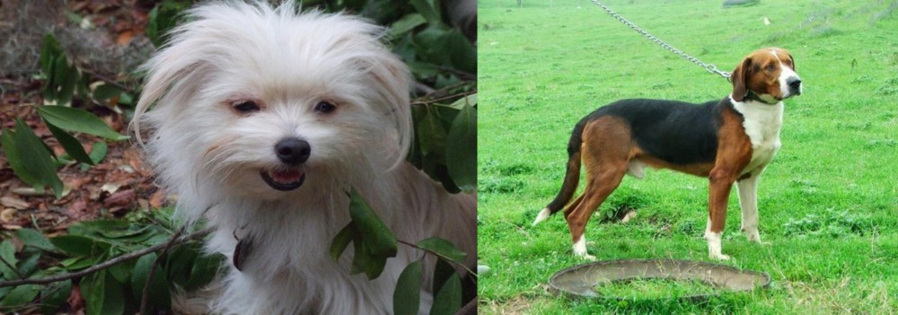 Serbian Tricolour Hound vs Malti-Pom - Breed Comparison