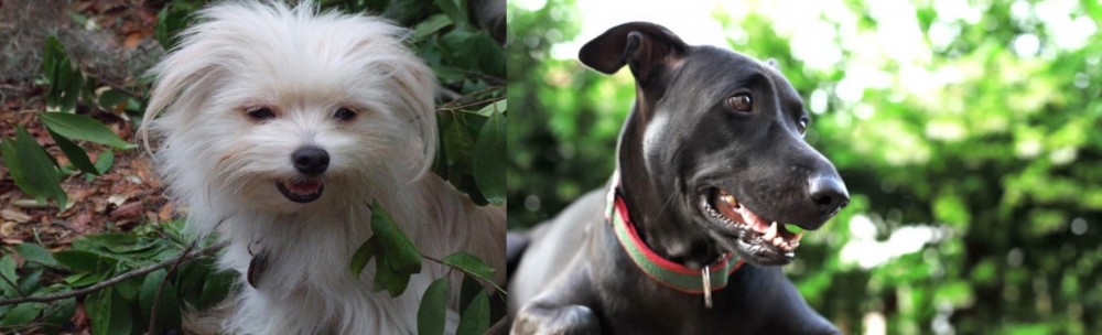 Shepard Labrador vs Malti-Pom - Breed Comparison