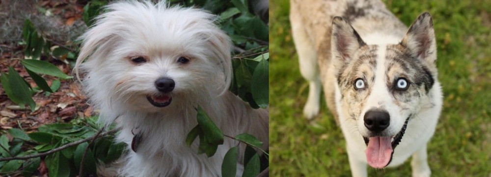 Shepherd Husky vs Malti-Pom - Breed Comparison