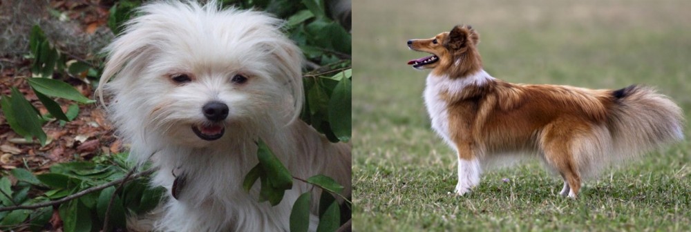 Shetland Sheepdog vs Malti-Pom - Breed Comparison