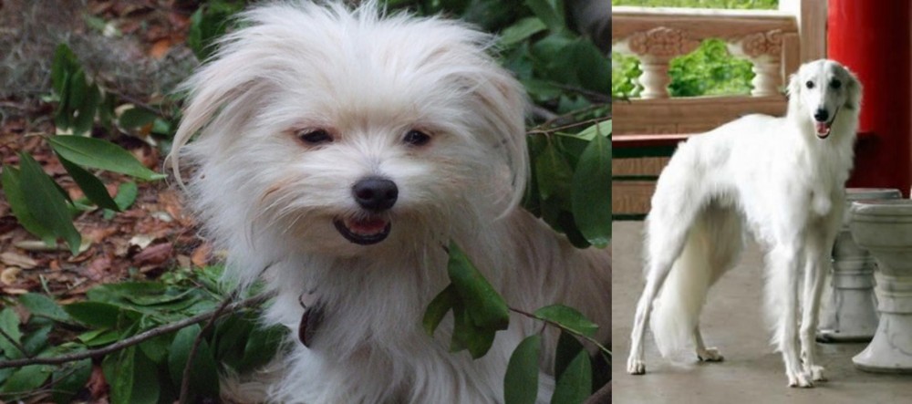 Silken Windhound vs Malti-Pom - Breed Comparison