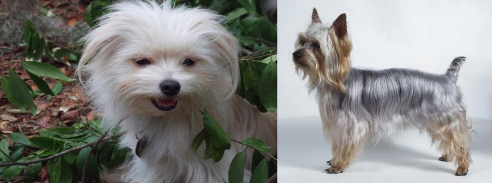 Silky Terrier vs Malti-Pom - Breed Comparison