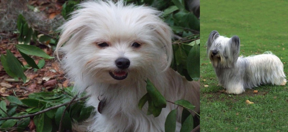 Skye Terrier vs Malti-Pom - Breed Comparison