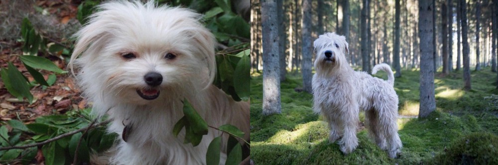 Soft-Coated Wheaten Terrier vs Malti-Pom - Breed Comparison