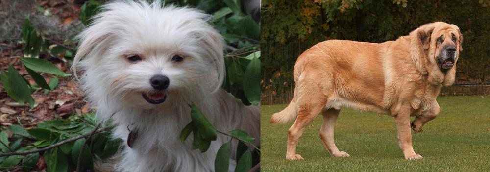 Spanish Mastiff vs Malti-Pom - Breed Comparison