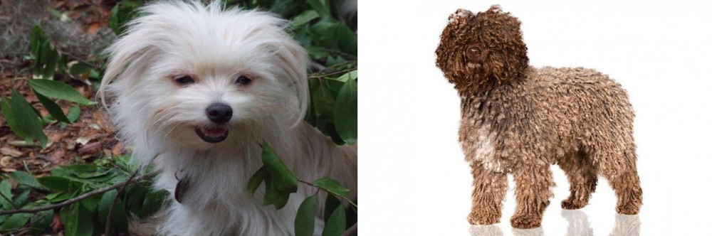 Spanish Water Dog vs Malti-Pom - Breed Comparison