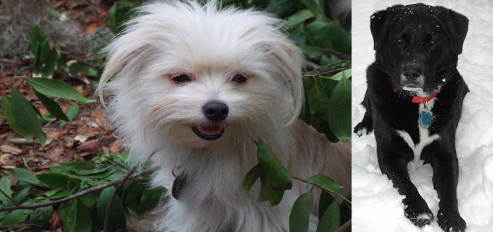 St. John's Water Dog vs Malti-Pom - Breed Comparison
