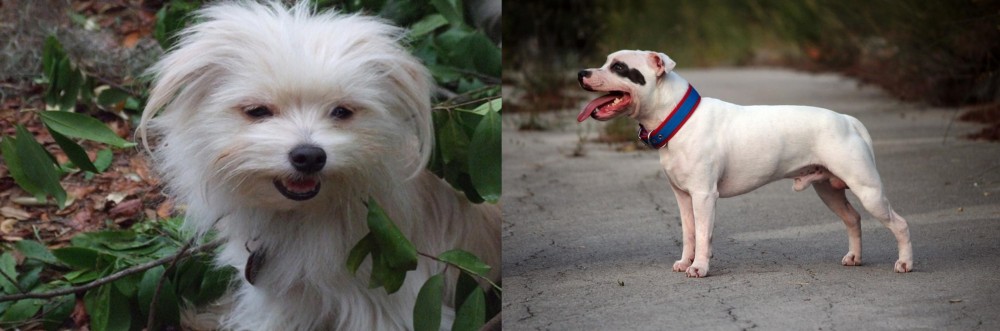 Staffordshire Bull Terrier vs Malti-Pom - Breed Comparison