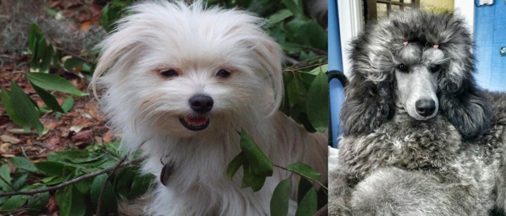 Standard Poodle vs Malti-Pom - Breed Comparison