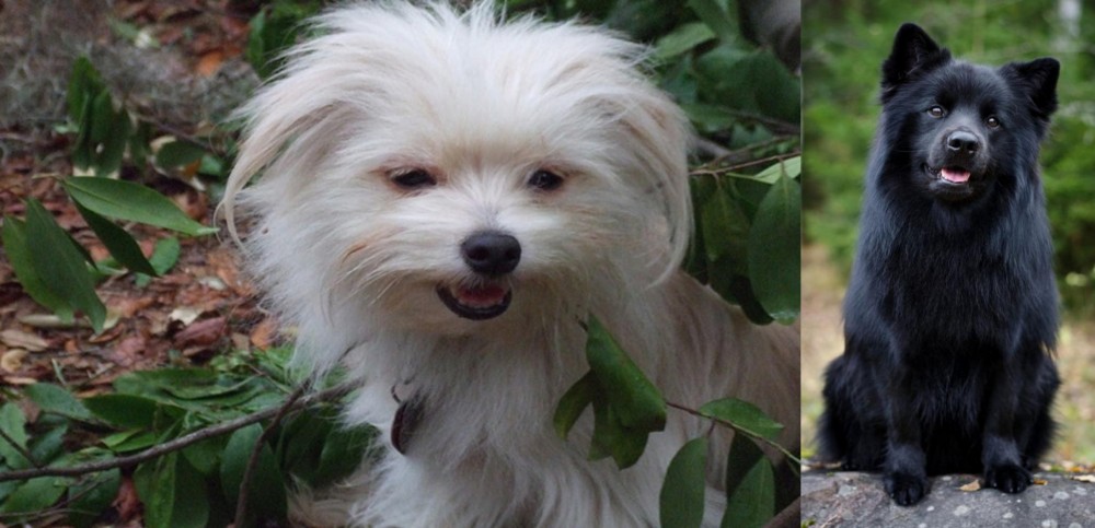 Swedish Lapphund vs Malti-Pom - Breed Comparison
